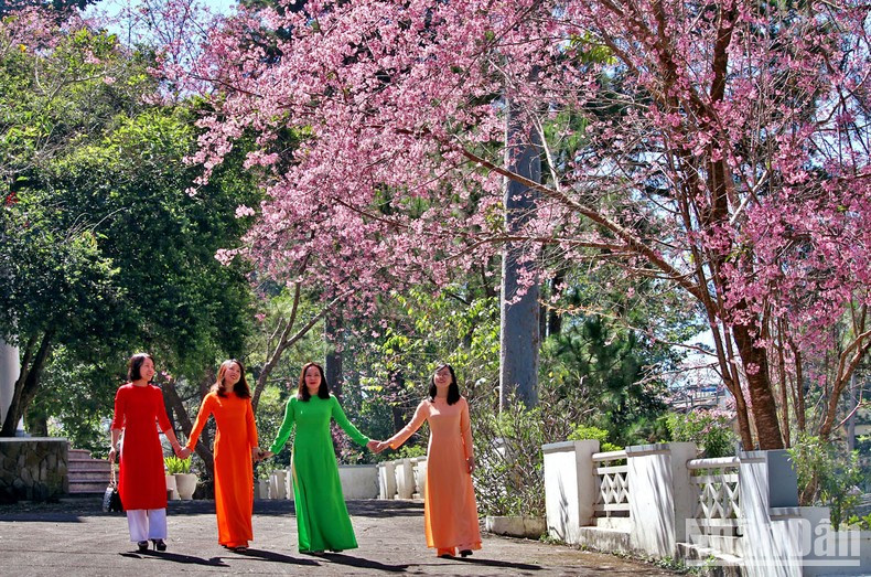 Ciudadanos disfrutan de la belleza de “Mai anh dao”.