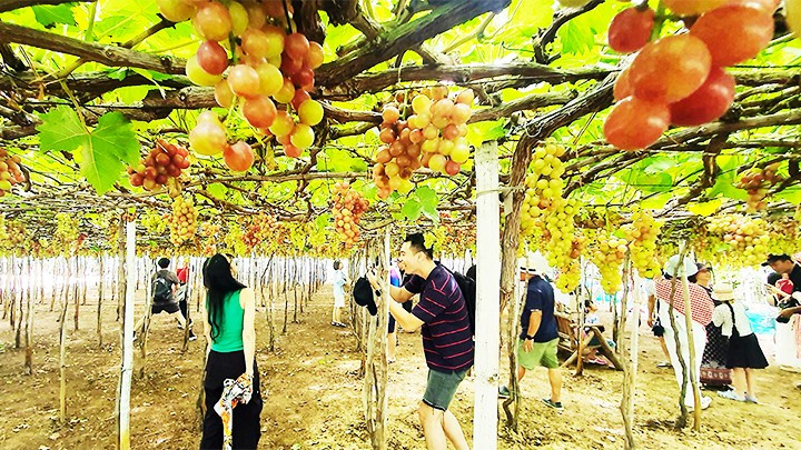 Turistas recorren un viñedo en la comuna de Vinh Hai, del distrito de Ninh Hai. Turistas recorren un viñedo en la comuna de Vinh Hai, del distrito de Ninh Hai.