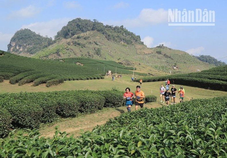 Las colinas de té son uno de los paisajes preferidos por los atletas. Las colinas de té son uno de los paisajes preferidos por los atletas.