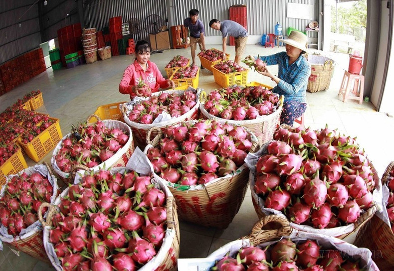 La cooperativa de pitahayas de Long Hoi, en la provincia vietnamita de Long An, suministra al mercado interno y a China más de cinco mil toneladas de esa fruta cada año. La cooperativa de pitahayas de Long Hoi, en la provincia vietnamita de Long An, suministra al mercado interno y a China más de cinco mil toneladas de esa fruta cada año.
