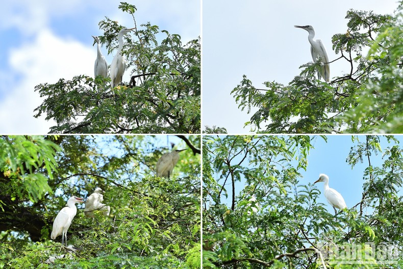 La pagoda de Hang es hábitat de centenares de aves desde 1990.
