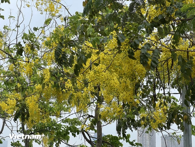 El Lago Oeste en Hanói se tiñe de amarillo con las flores de caña fístula o flor amarilla de Osaka, creando así un paisaje romántico. El Lago Oeste en Hanói se tiñe de amarillo con las flores de caña fístula o flor amarilla de Osaka, creando así un paisaje romántico.