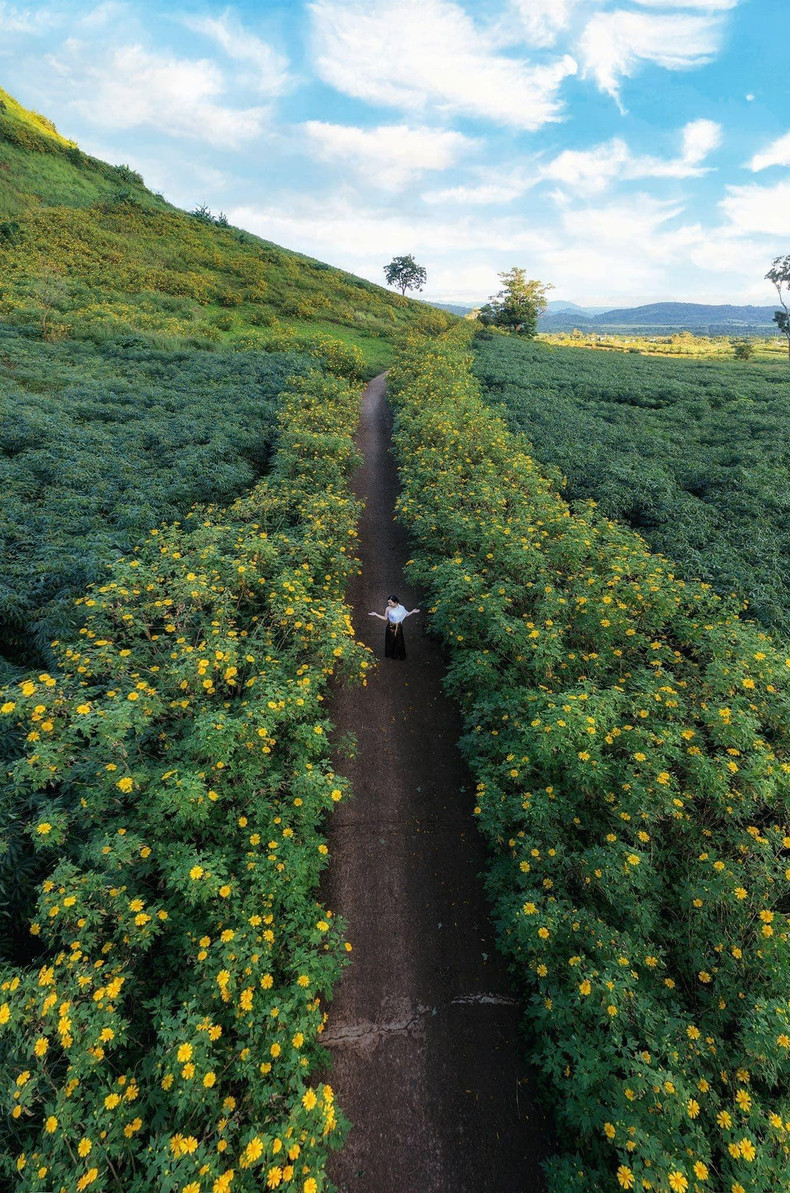 La entrada a Chu Dang Ya, con dos hileras de esa flor en plena apertura.