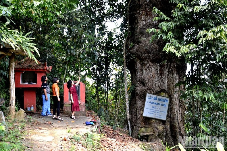 Turistas contemplan el árbol Burretiodendron hsienmu de mil años en Bac Ha.