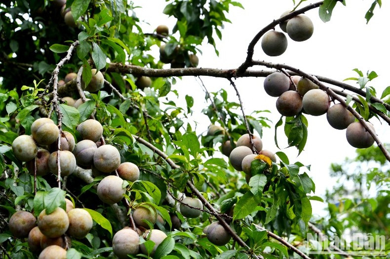 El ciruelo de Tam Hoa, una especialidad de Bac Ha.
