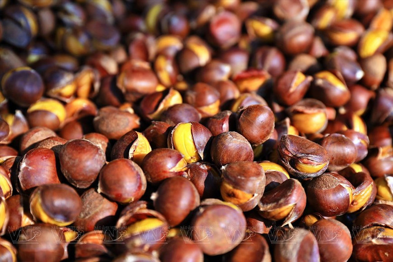 Las castañas de Trung Khanh tienen muchos efectos en la salud humana, como nutrir los riñones, mejorar la salud cardiovascular, favorecer la digestión, embellecer la piel y el cabello, así como son buenas para mujeres embarazadas y lactantes. Las castañas de Trung Khanh tienen muchos efectos en la salud humana, como nutrir los riñones, mejorar la salud cardiovascular, favorecer la digestión, embellecer la piel y el cabello, así como son buenas para mujeres embarazadas y lactantes.