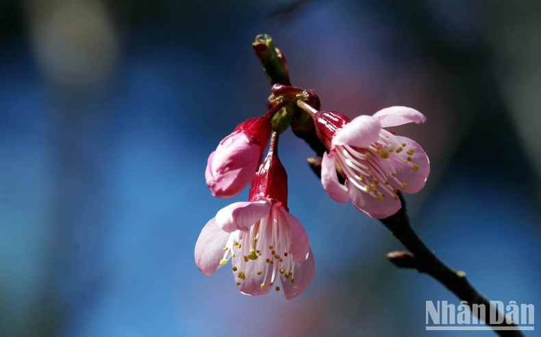 La especie “Prunus Cesacoides” es la variedad de cerezo más cultivada en Da Lat.