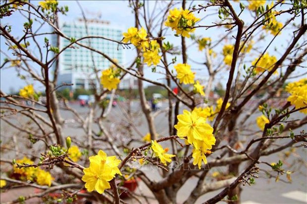 Si las flores de melocotón son el símbolo del Tet en el Norte, el albaricoque amarillo es el elegido por las personas del Sur. (Fuente:VNA)