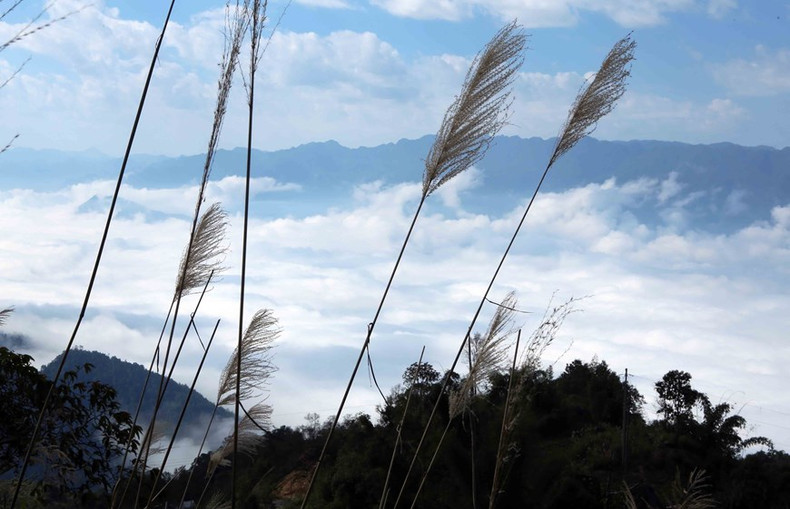 El mar de nubes que abraza las montañas crea el paisaje majestuoso del noroeste. (Fuente: VNA)