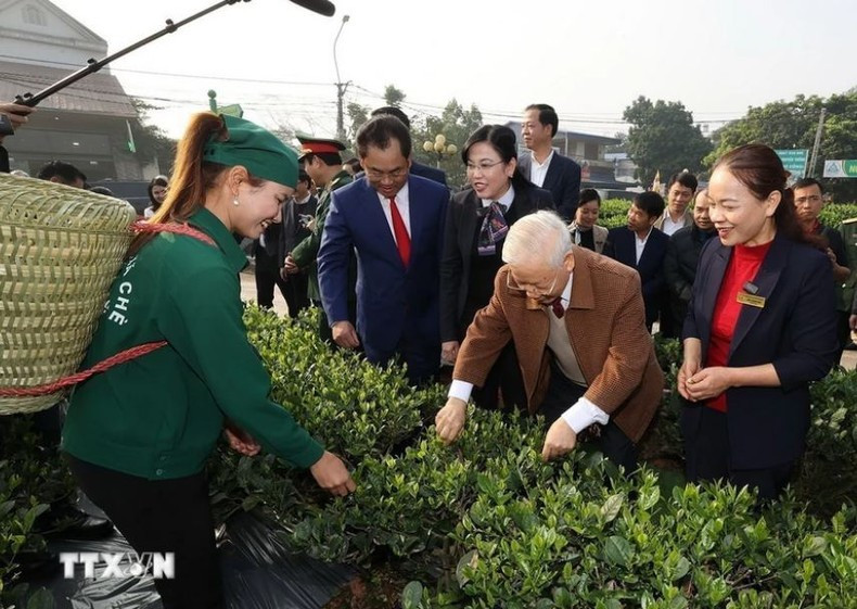 El secretario general del PCV, Nguyen Phu Trong, visita el jardín de té de la Cooperativa de la comuna de Hao Dat, en la ciudad norteña de Thai Nguyen. El secretario general del PCV, Nguyen Phu Trong, visita el jardín de té de la Cooperativa de la comuna de Hao Dat, en la ciudad norteña de Thai Nguyen.