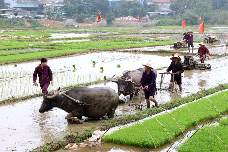 Los pobladores realizan un ritual en el campo de arroz (Foto: VNA) Los pobladores realizan un ritual en el campo de arroz (Foto: VNA)