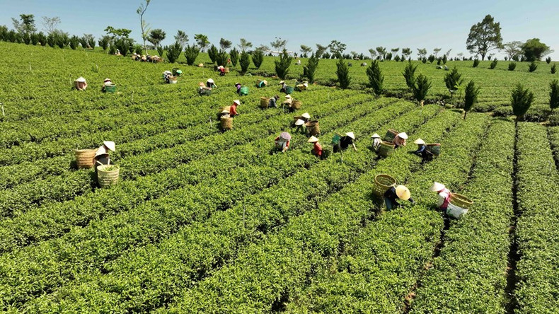La empresa Gia Dat Viet (comuna de Loc Quang, distrito de Bao Loc) tiene 350 hectáreas de producción de té orgánico, con un rendimiento de casi cuatro toneladas/ha/cosecha (6 veces/año). Foto: Vu Sinh - VNA
