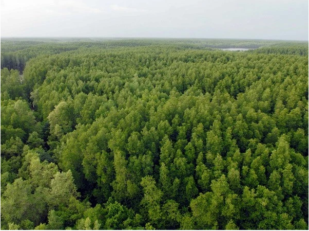 Bosque de manglares de Can Gio (Fuente: VNA)