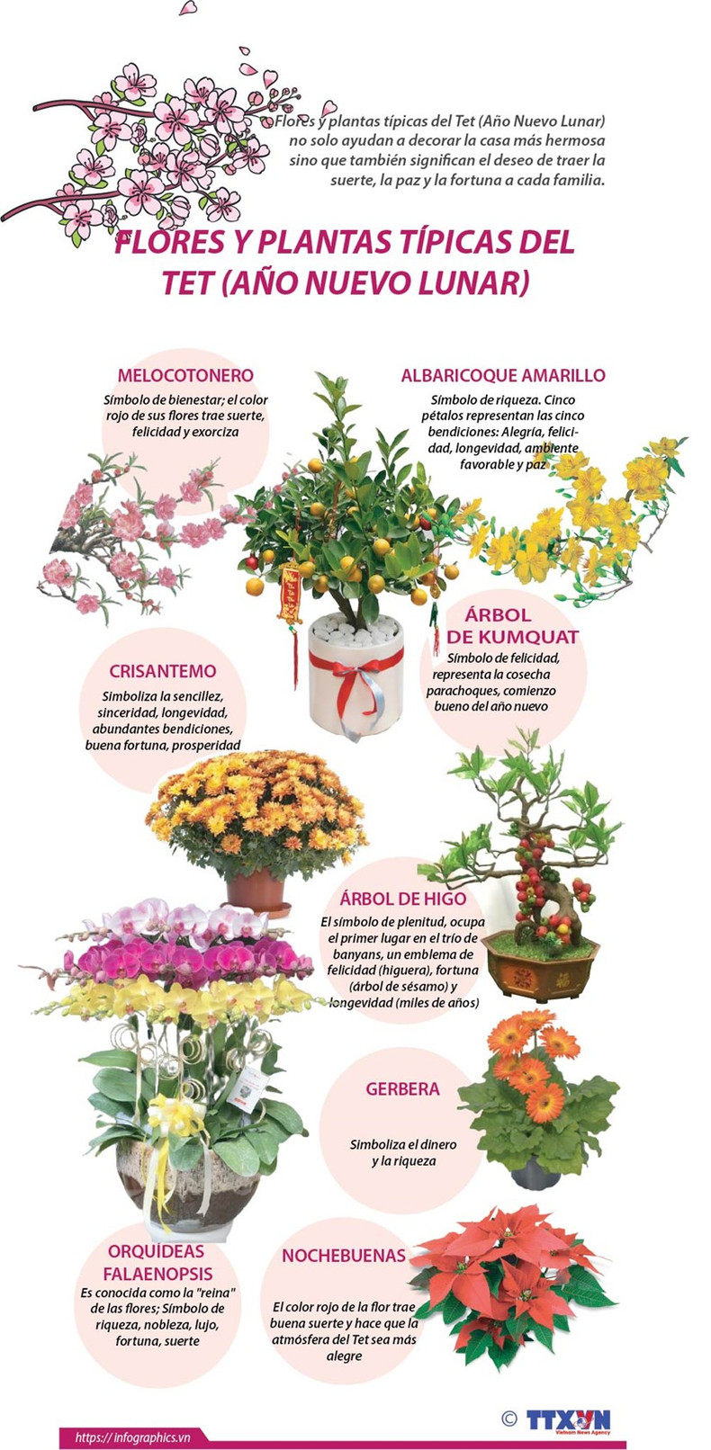 Flores y plantas típicas del Tet (Año Nuevo Lunar) ảnh 1