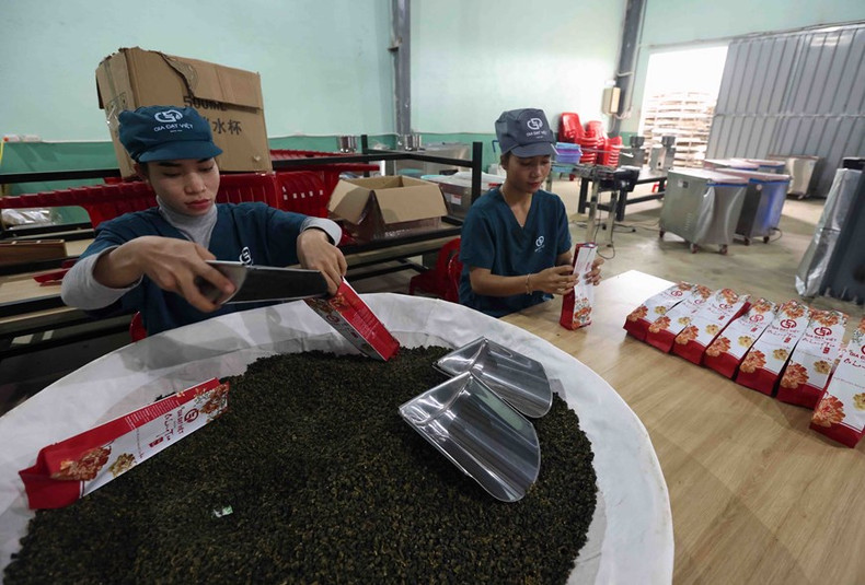 Envasado de productos de té oolong en la fábrica de Gia Dat Viet (comuna de Loc Quang, distrito de Bao Loc). Foto: Vu Sinh – VNA