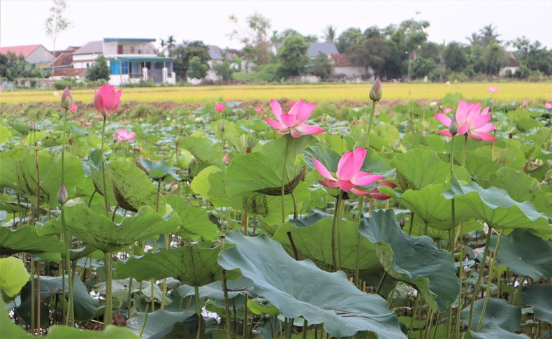 Las flores de loto plantadas en el monumento al presidente Ho Chi Minh en Kim Lien muestran su belleza bajo el sol. Las flores de loto plantadas en el monumento al presidente Ho Chi Minh en Kim Lien muestran su belleza bajo el sol.