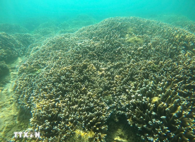 Arrecifes de coral en Nha Trang. (Fuente: VNA) Arrecifes de coral en Nha Trang. (Fuente: VNA)