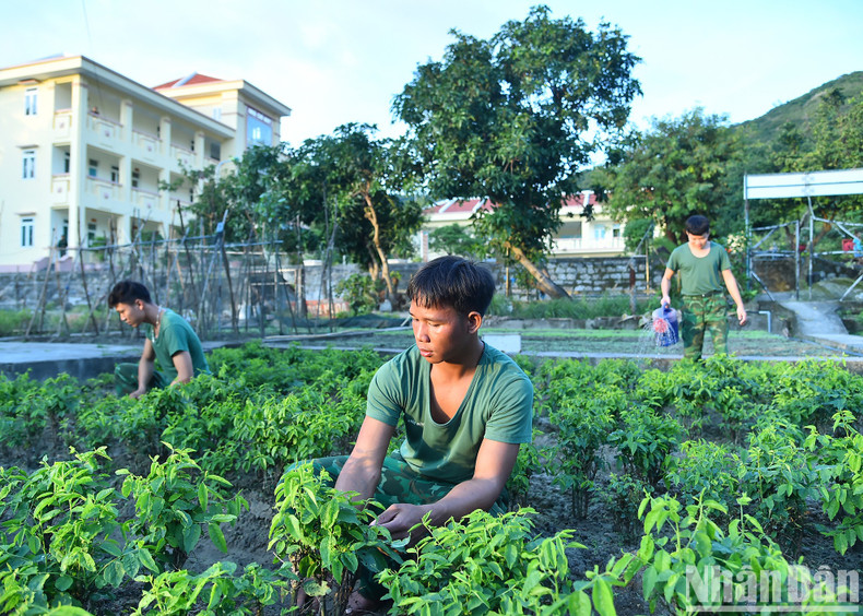 Los oficiales y soldados también cultivan verduras para autoabastecerse cuando hace mal tiempo y los barcos no pueden llegar a la isla. Los oficiales y soldados también cultivan verduras para autoabastecerse cuando hace mal tiempo y los barcos no pueden llegar a la isla.