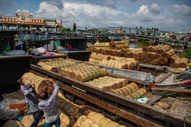 La juncia constituye la principal materia prima para la fabricación de esteras de la aldea artesanal de Dinh Yen. (Fuente:VNA) La juncia constituye la principal materia prima para la fabricación de esteras de la aldea artesanal de Dinh Yen. (Fuente:VNA)