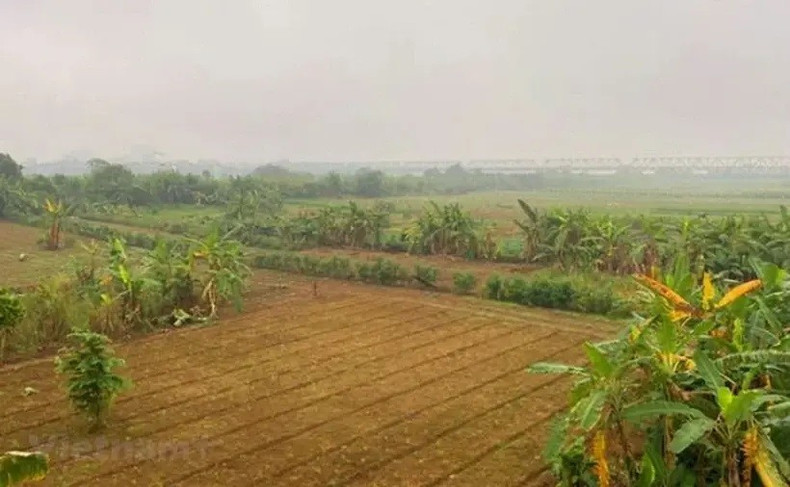 La playa media del Río Rojo está cubierta principalmente de cultivos. (Fuente: VNA)