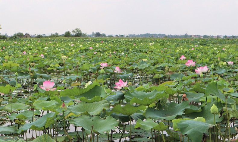 La flor de loto reúne elementos cotidianos y nobles, como la personalidad del tío Ho. La flor de loto reúne elementos cotidianos y nobles, como la personalidad del tío Ho.