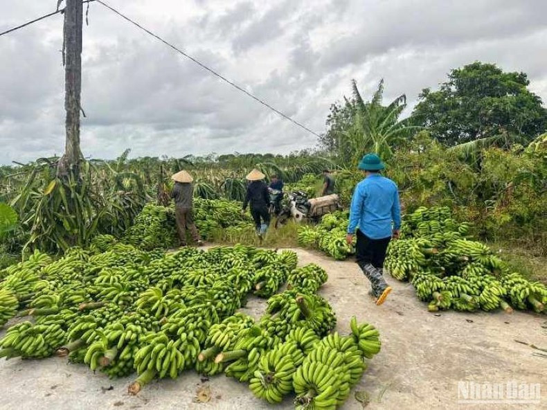 Una vasta zona de cultivo de plátano fue afectada por la tormenta Yagi. Una vasta zona de cultivo de plátano fue afectada por la tormenta Yagi.