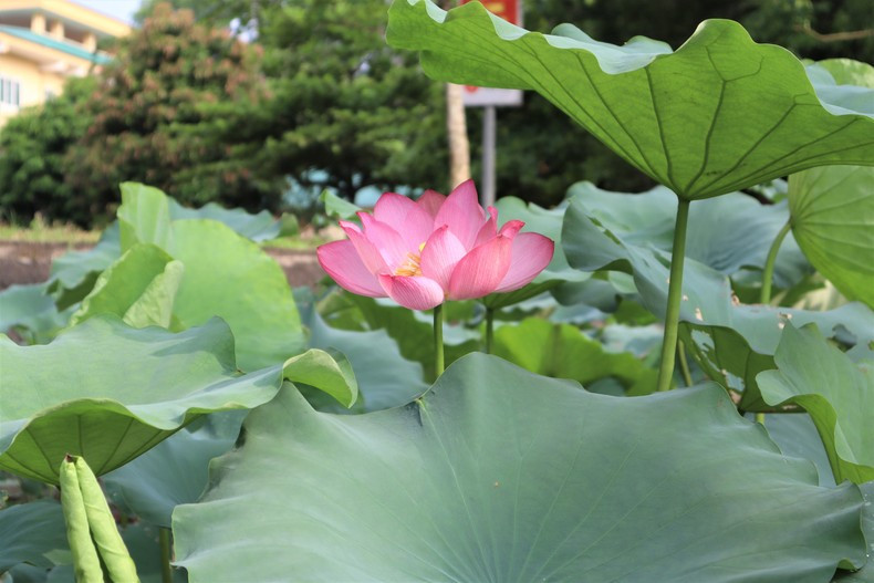 La flor de loto representa la elegancia, la pureza y el espíritu de resiliencia y de superación de las dificultades del pueblo vietnamita, y también simboliza la cultura oriental y el budismo. La flor de loto representa la elegancia, la pureza y el espíritu de resiliencia y de superación de las dificultades del pueblo vietnamita, y también simboliza la cultura oriental y el budismo.