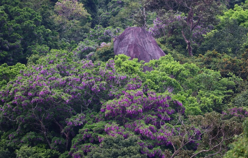 La naturaleza le ha dado a la península de Son Tra hermosos regalos de flores frescas. (Foto: Vietnam)