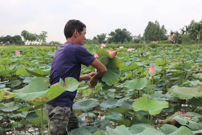 Las flores de loto son testigos y ayudan a cambiar la vida del pueblo y la faz del campo, acompañando a la gente en el proceso de construcción de la nueva ruralidad. El gobierno local también alienta a la gente a convertir los arrozales y estanques de acuicultura ineficaces en granjas de loto. Muchos productos elaborados con plantas de loto han sido certificados por el Comité Popular de Nghe An como productos OCOP, como el té de germen de loto, el té de hoja de loto y las semillas de loto secadas con mantequilla. Las flores de loto son testigos y ayudan a cambiar la vida del pueblo y la faz del campo, acompañando a la gente en el proceso de construcción de la nueva ruralidad. El gobierno local también alienta a la gente a convertir los arrozales y estanques de acuicultura ineficaces en granjas de loto. Muchos productos elaborados con plantas de loto han sido certificados por el Comité Popular de Nghe An como productos OCOP, como el té de germen de loto, el té de hoja de loto y las semillas de loto secadas con mantequilla.