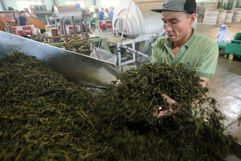Producción de té oolong en la fábrica de Gia Dat Viet (comuna de Loc Quang, distrito de Bao Loc). Foto: Vu Sinh - VNA