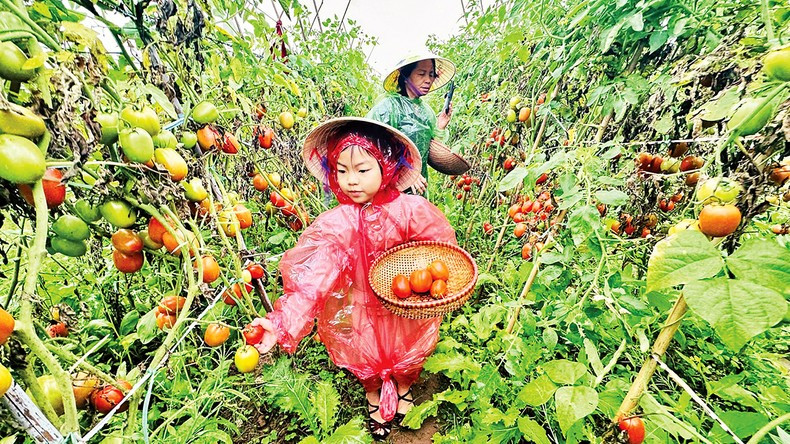 Turistas se ejercitan en la cosecha de tomates en la granja de Giang Bien. (Foto: Linh Tam)