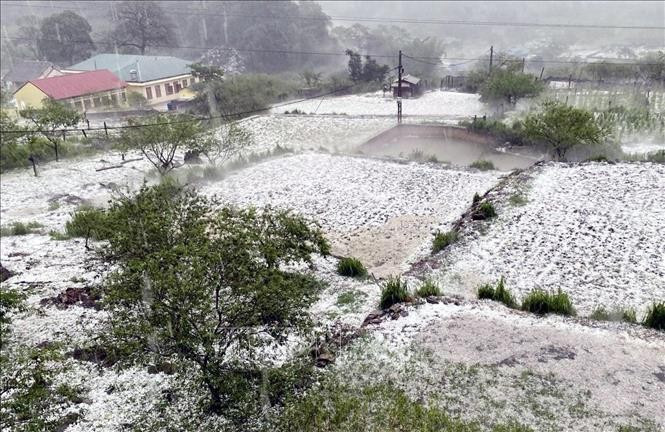 Granizo en la comuna de Long Luong, distrito de Van Ho, causó grandes daños a los cultivos de la población, el 24 de abril de 2024. (Fuente: VNA) Granizo en la comuna de Long Luong, distrito de Van Ho, causó grandes daños a los cultivos de la población, el 24 de abril de 2024. (Fuente: VNA)