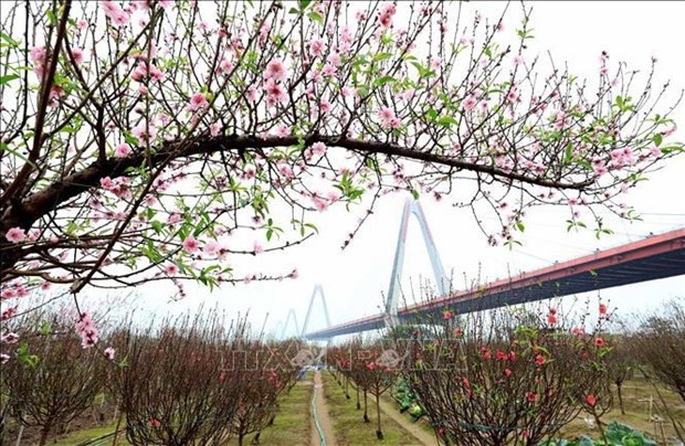 ¿Por qué los vietnamitas suelen decorar su casa con melocotones, albaricoques y kumquats durante el Tet? ảnh 1