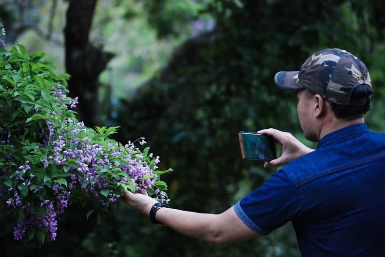 Los pobladores toman fotos de las flores de millettia ichthyochtona, las cuales florecen de 7 a 15 días. (Foto: Vietnam)
