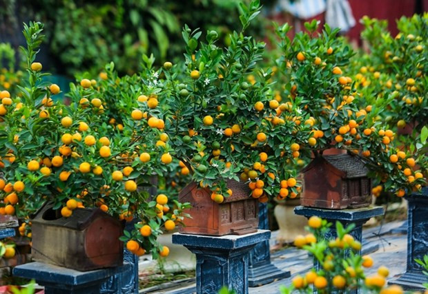 Árbol de kumquat con hojas verdes y diversos frutos representa la prosperidad (Fuente:VNA)