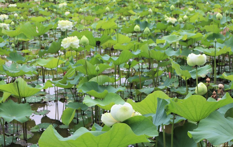 En los últimos años, el área de cultivo de flores de loto en la comuna de Kim Lien se ha ampliado. Las flores de loto embellecen el paisaje y también son una fuente de ingresos estable para la gente. En los últimos años, el área de cultivo de flores de loto en la comuna de Kim Lien se ha ampliado. Las flores de loto embellecen el paisaje y también son una fuente de ingresos estable para la gente.