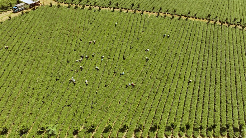 Hasta la fecha, la provincia de Lam Dong tiene más de 310 hectáreas de té certificado VietGAP que se cultivan en el distrito de Bao Lam y en la ciudad de Bao Loc. Foto: Vu Sinh – VNA
