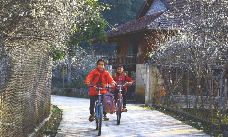 El camino a la escuela está cubierto de flores blancas de ciruelo. (Foto: VNA)