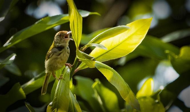 La reserva natural del humedal de Van Long, en el distrito de Gia Vien, acoge una amplia diversidad de aves (Foto: VNA) La reserva natural del humedal de Van Long, en el distrito de Gia Vien, acoge una amplia diversidad de aves (Foto: VNA)