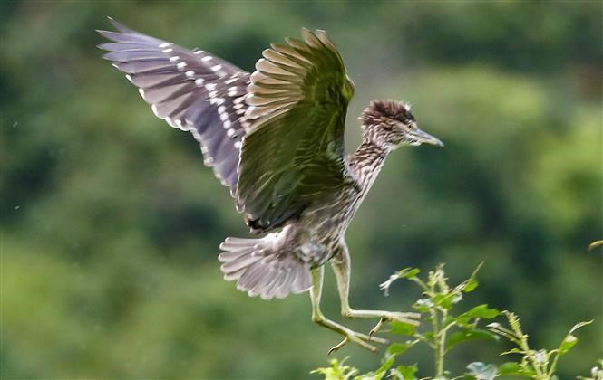 La reserva natural del humedal de Van Long, en el distrito de Gia Vien, acoge una amplia diversidad de aves (Foto: VNA) La reserva natural del humedal de Van Long, en el distrito de Gia Vien, acoge una amplia diversidad de aves (Foto: VNA)
