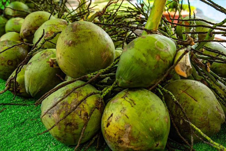 A partir del coco de Ben Tre se crea muchos productos frescos y deliciosos. Además del agua de coco, también hay dulces de coco, bebidas y alimentos enlatados elaborados con cocos crudos secos. Foto: Revista Vietnam
