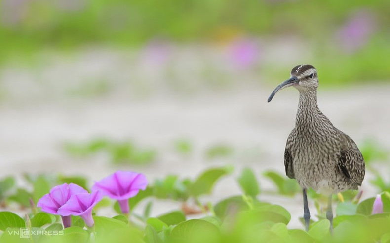 En Da Nang, durante la temporada de migración de aves, especies como los zarapito trinador con el nombre científico Numenius phaeopus cazan y se alimentan de las aguas en la península de Son Tra, lo que capta la atención especial de numerosos fotógrafos. (Fuente: vnexpress.net)