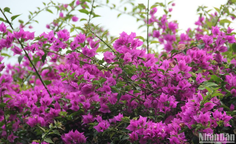 Aunque la buganvilla florece todo el año, muestra su máxima belleza en los meses veraniegos. Las coloridas buganvillas florecen a orillas del río Han. Aunque la buganvilla florece todo el año, muestra su máxima belleza en los meses veraniegos. Las coloridas buganvillas florecen a orillas del río Han.