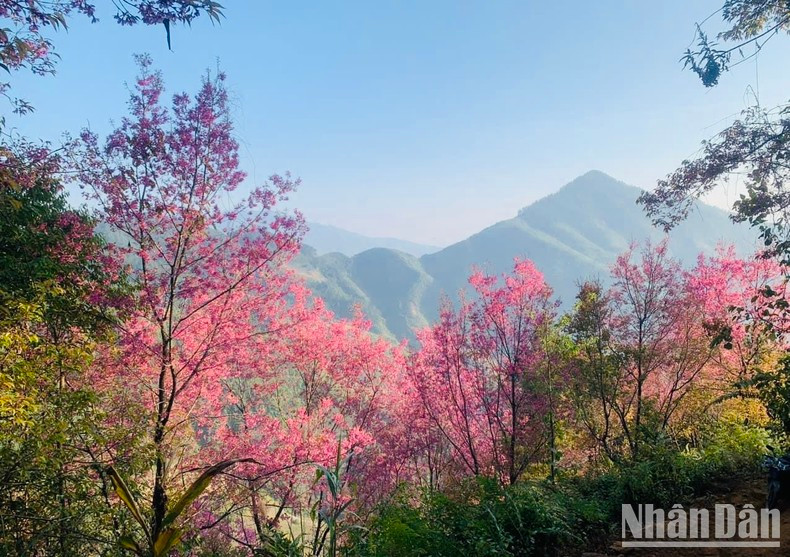 Flor de prunus cerasoides en la comuna de La Pan Tan, en el distrito de My Cang Chai. Flor de prunus cerasoides en la comuna de La Pan Tan, en el distrito de My Cang Chai.