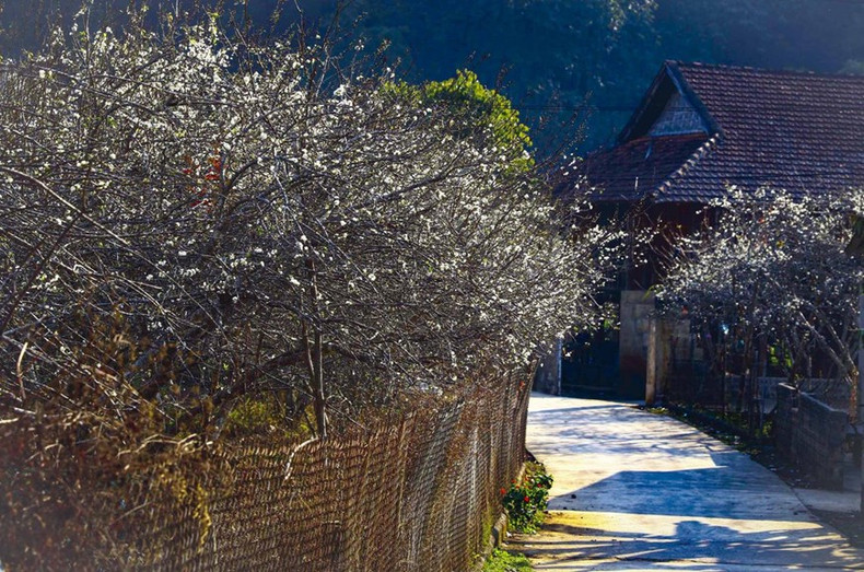 Las calles están bordeadas por flores de ciruelo. (Foto: VNA)