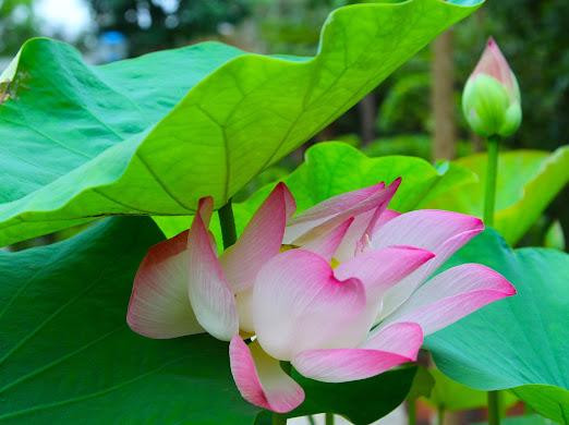 Las flores de loto embellecen el paisaje de la aldea Sen.