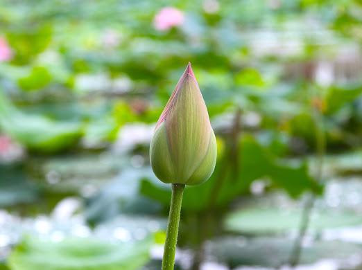 Los capullos de loto verde en la aldea Sen.