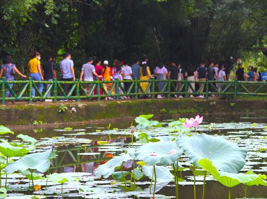 Las flores de loto en el camino a la zona de reliquias Kim Lien.