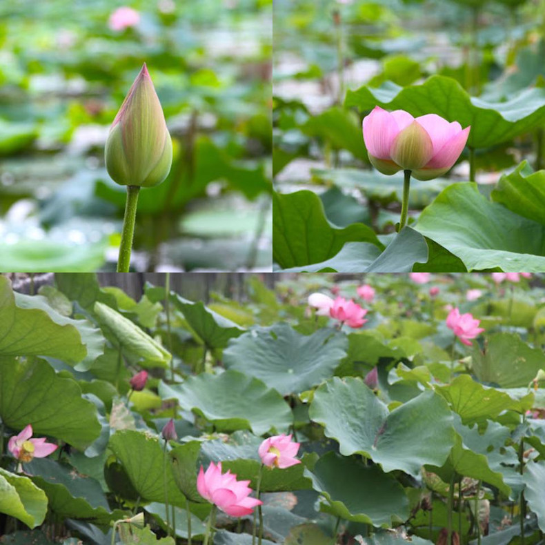 La temporada de floración del loto coincide con el aniversario del nacimiento del Presidente Ho Chi Minh.