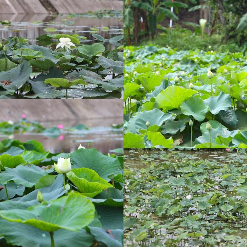 El camino a la zona de reliquias Kim Lien, en la aldea Sen, está cubierto por el color rosado de las flores de loto.